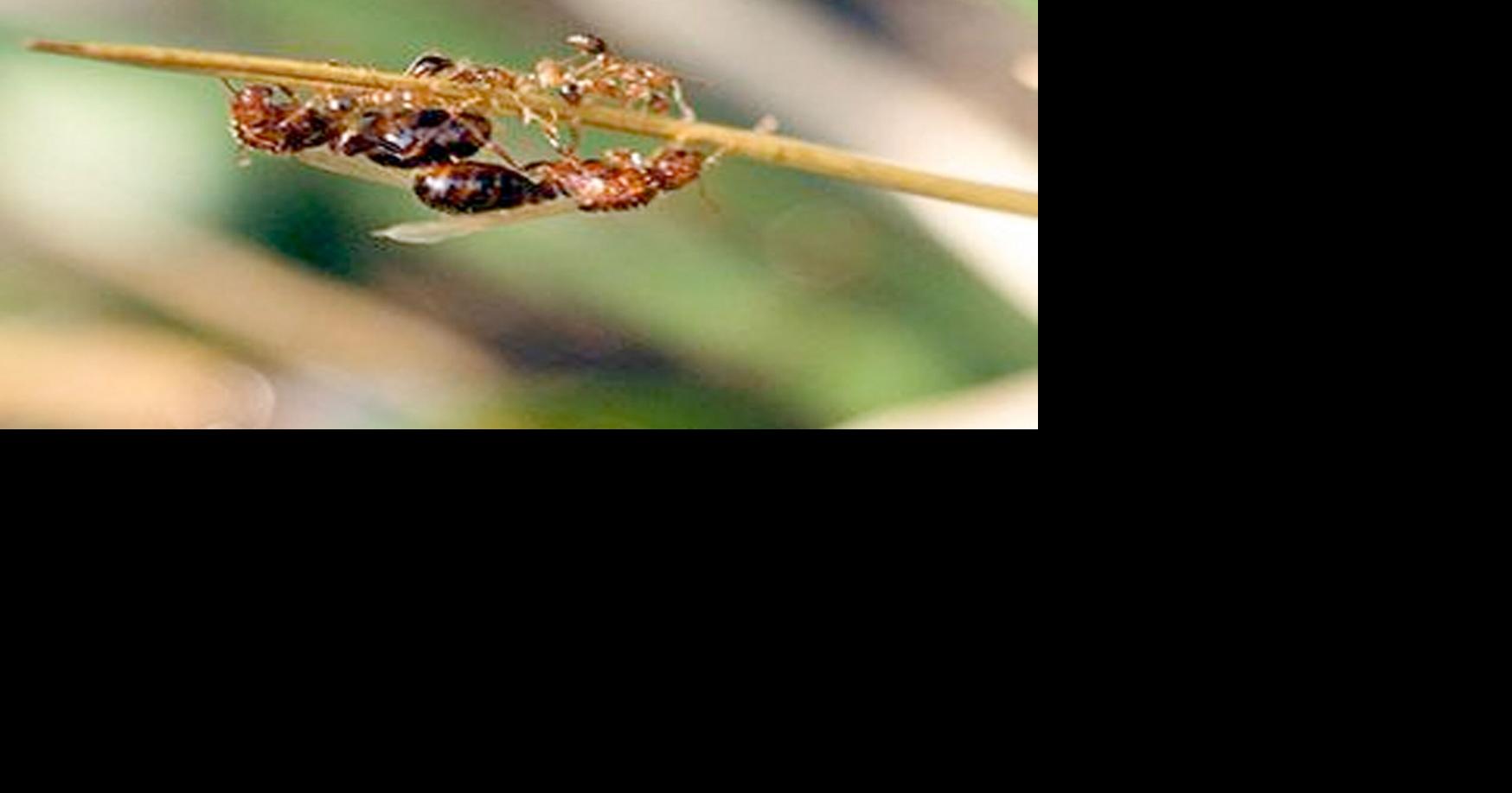 Cultivating Growth with Halifax Extension: Red imported fire ants tighten their grip on North Carolina