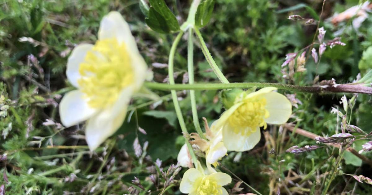 What’s Percolating? Enjoying solitude | Columns | rrdailyherald.com