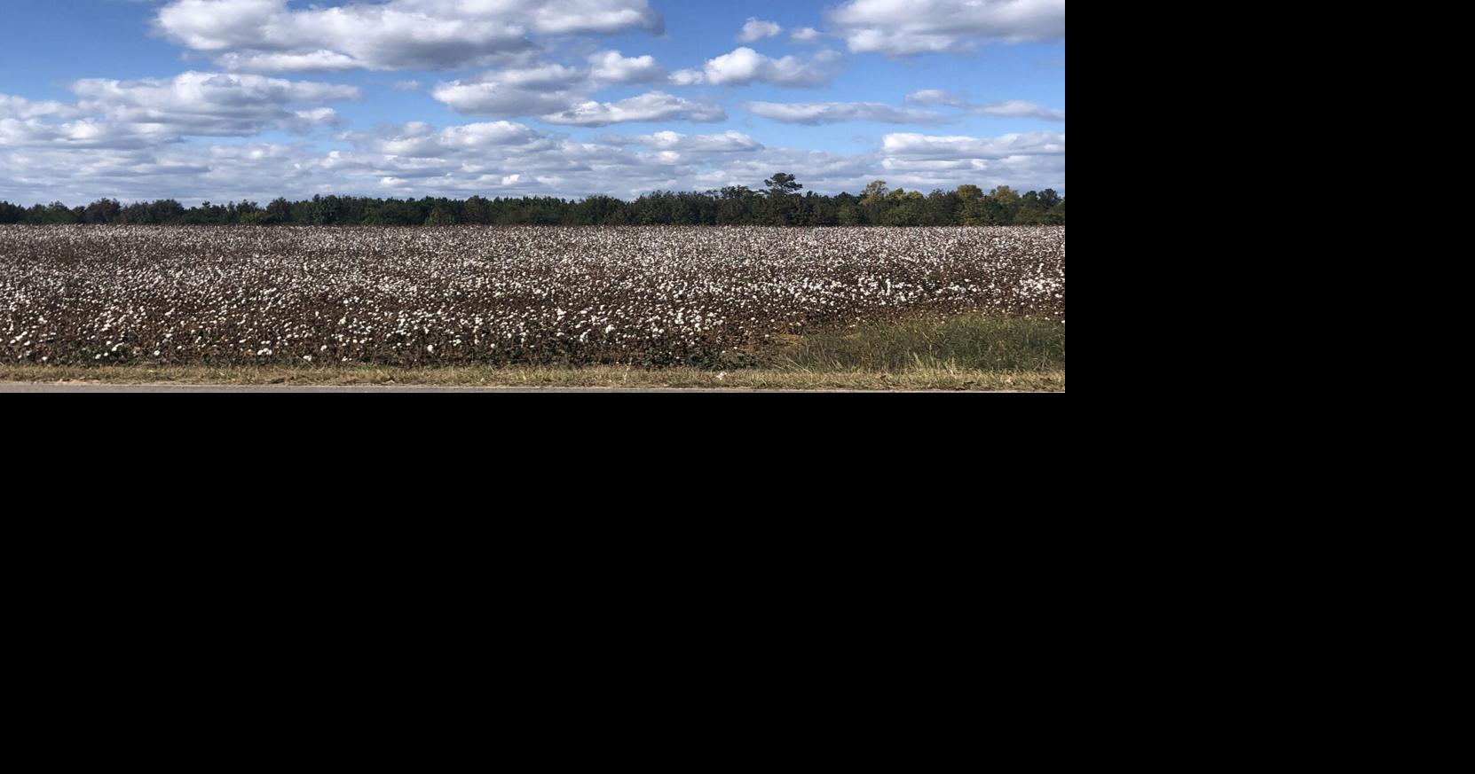 What’s Percolating? Fall splendor | Columns | rrdailyherald.com
