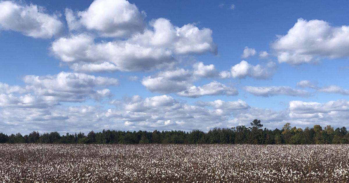 What’s Percolating? Fall splendor | Columns | rrdailyherald.com