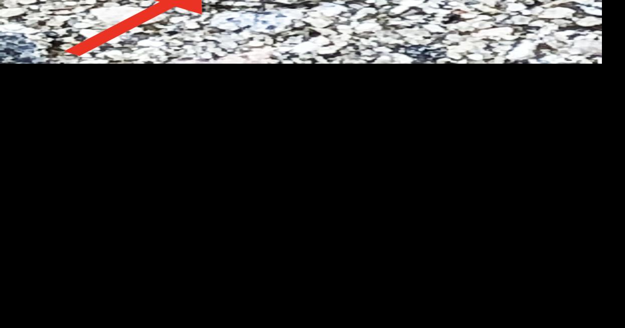 What’s Percolating? Lessons from an ant | Columns | rrdailyherald.com
