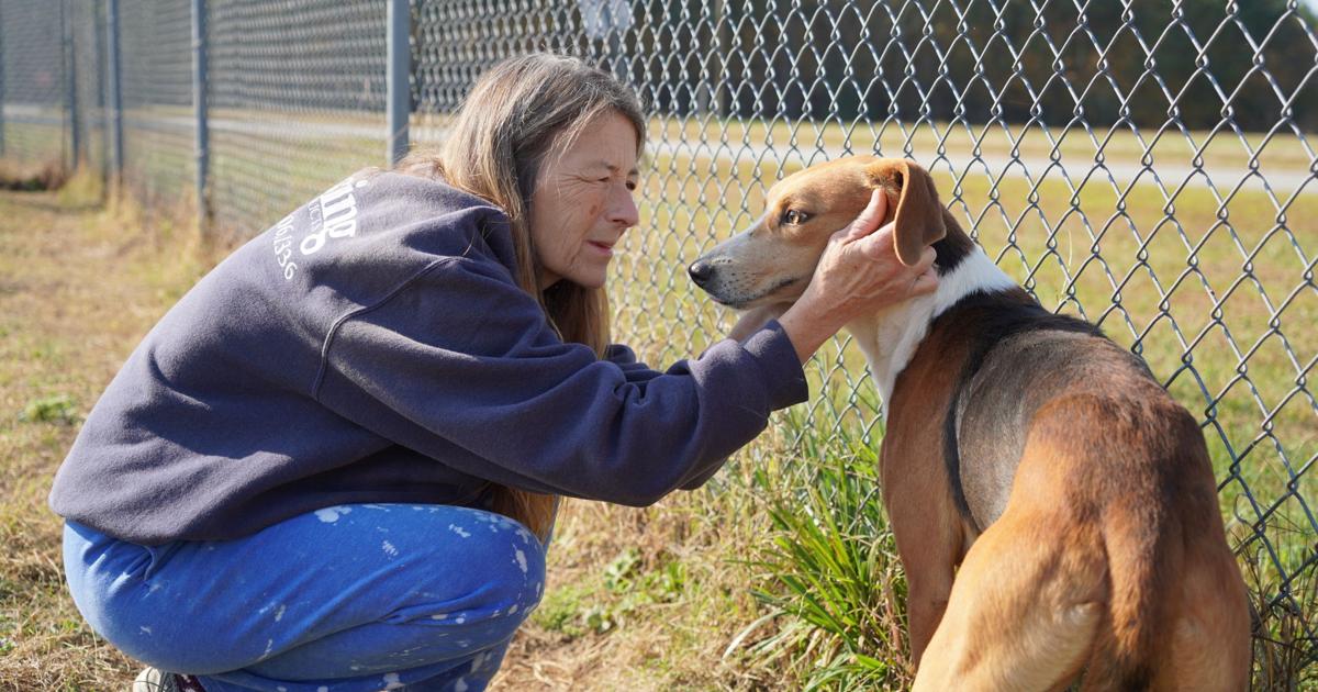 Rainbow Rescue in need of volunteers: Shelter dogs need rescuing | Local  News 