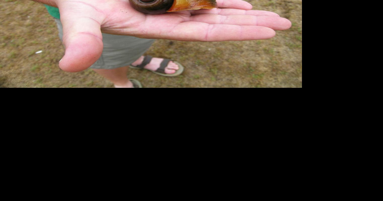 Invasive Apple Snails now confirmed in NC | Local News | rrdailyherald.com
