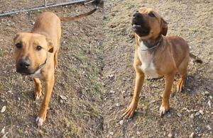 Pet of the Week: July 18