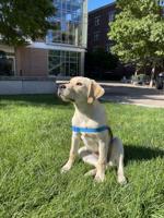 The SPU Puppy Club Trains Different Kinds of Students