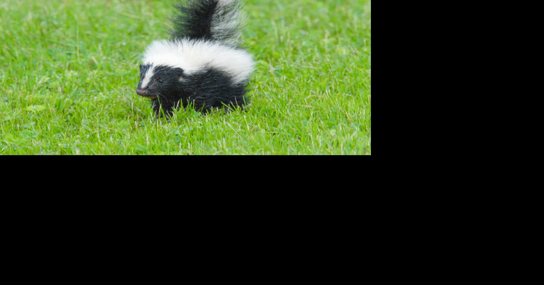Young wildlife belong in the wild; Vermont Fish & Wildlife shares tips for dealing with animals this spring | Local News