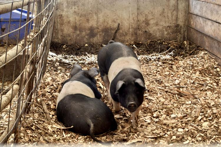 Black striped pigs.JPG