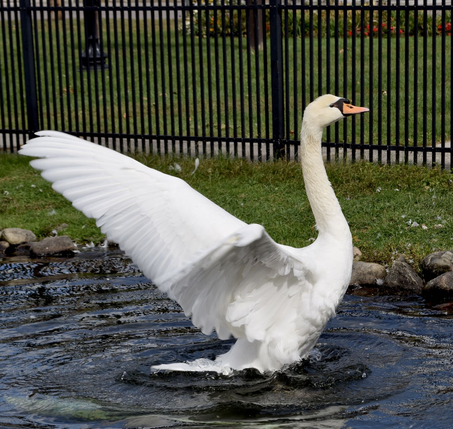 Betty, the swan, died this winter; Caretakers are asking 'What's