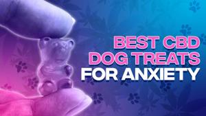 Best CBD Dog Treats for Anxiety: 6 Brands to Calm Your Canine