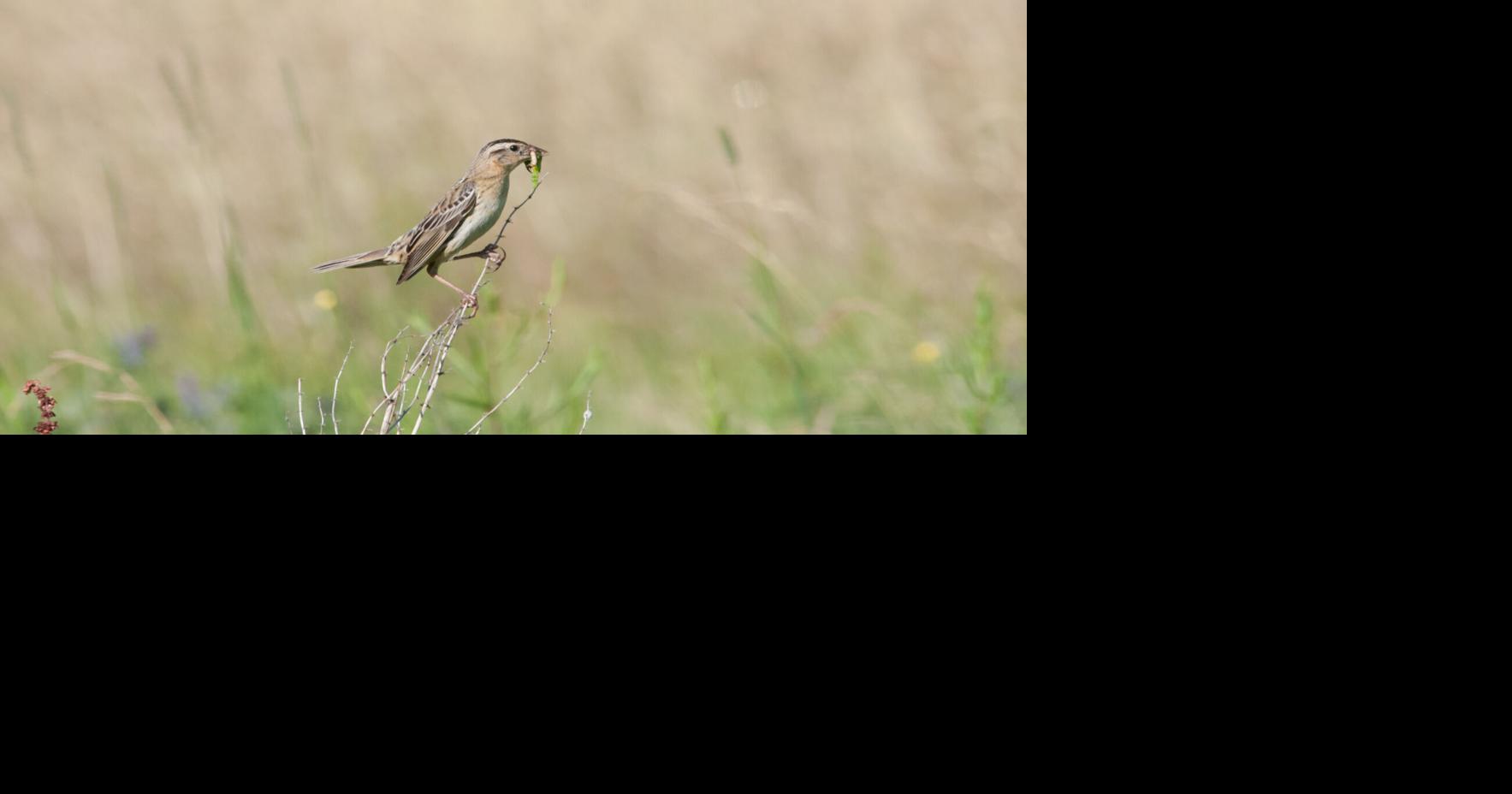Protect grassland birds by mowing later, according to Vermont Fish and Widlife
