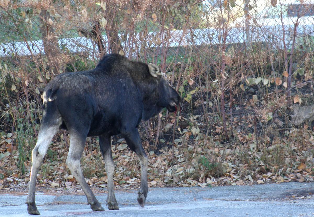 Moose shot in downtown St. Albans; Back-leg injury prompted decision |  Local News | samessenger.com