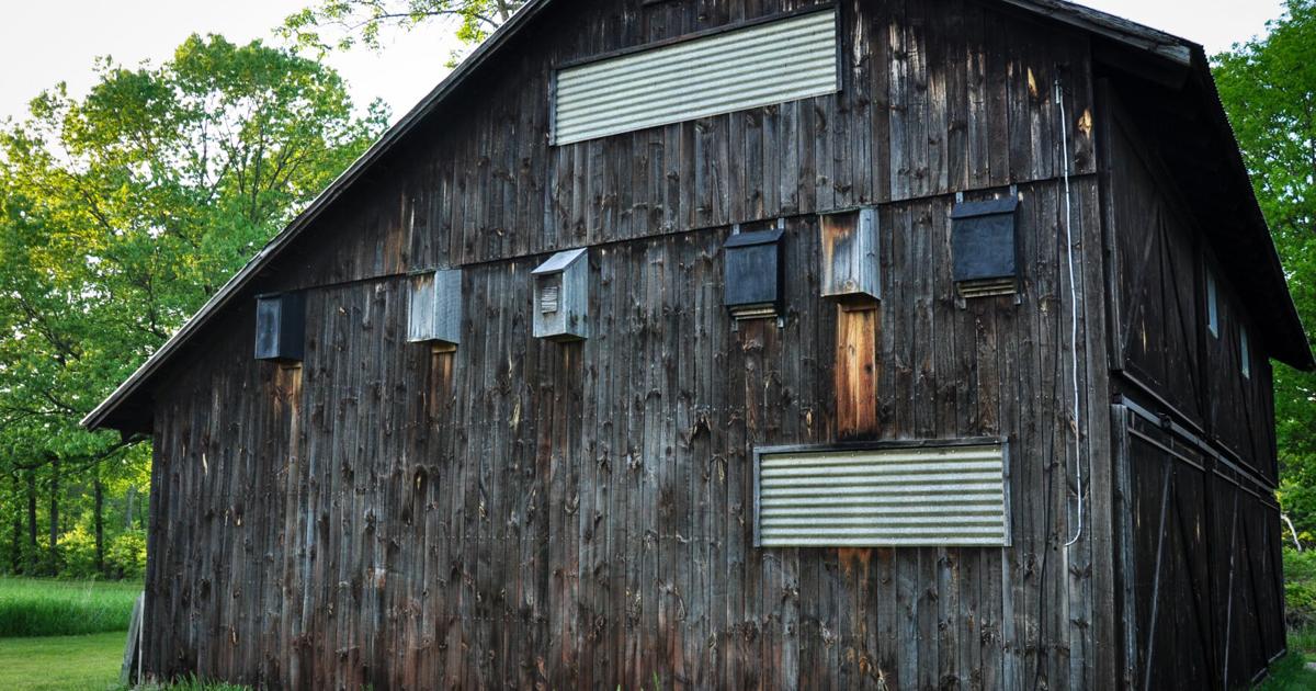 Bat Week: Oct. 24-31; How to manage and conserve Vermont's nine species