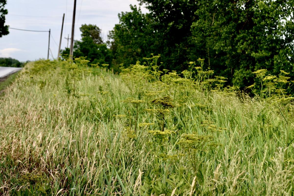 Fields of Poison Parsnip