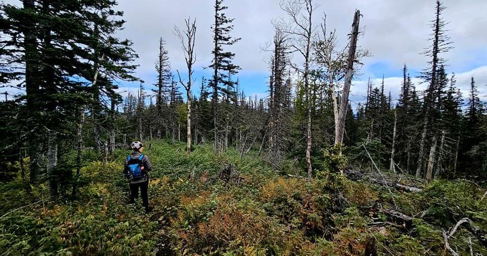 Preparing for tick season; How to enjoy Vermont’s green mountains without bites