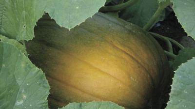 Do You Know When To Pick Pumpkins And Winter Squash Here S A Tip News Samessenger Com