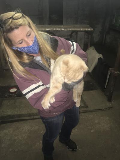 Hair stylist by day, cat rescue by night: Jamie Rushford ...