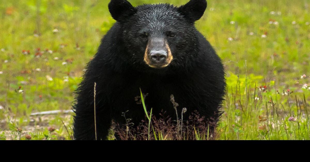 Never feed bears'; Vermont Fish & Wildlife releases tips on
