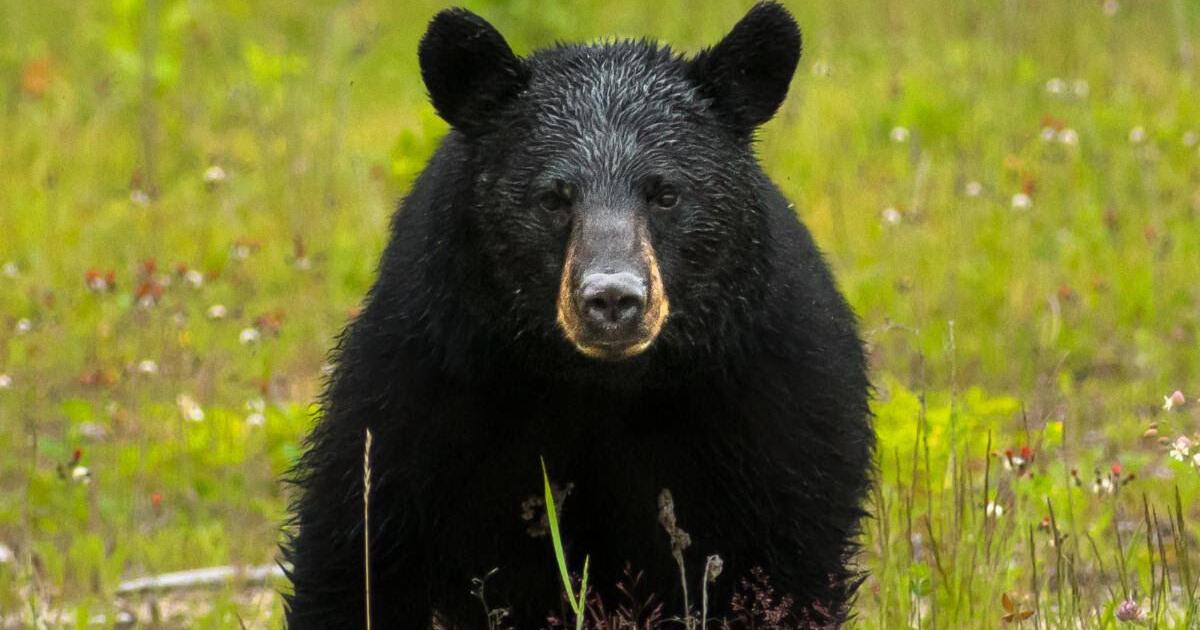 Check out these strategies to coexist with black bears this summer from ...