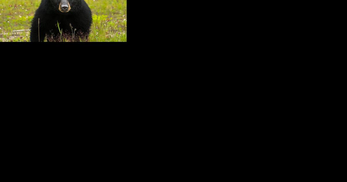 Vermont bear hunting starts in September, according to Vermont Fish and Wildlife - Vimarsana News