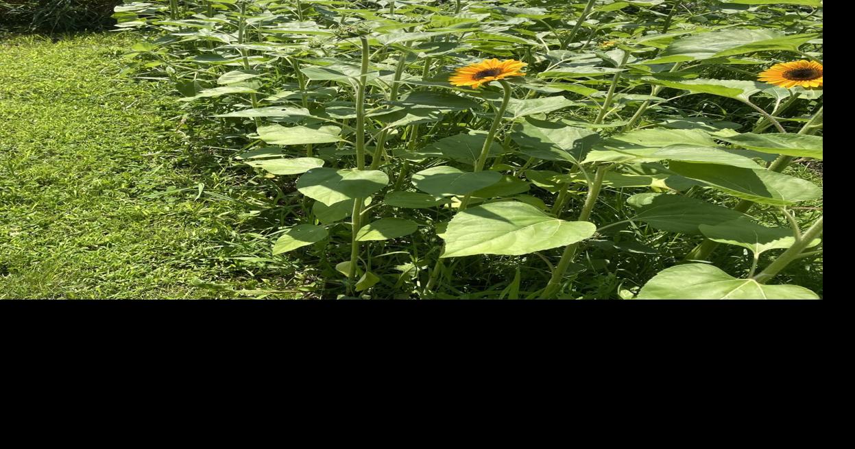 Business Spotlight: Phloem Flower Farm launches first youth summer camp