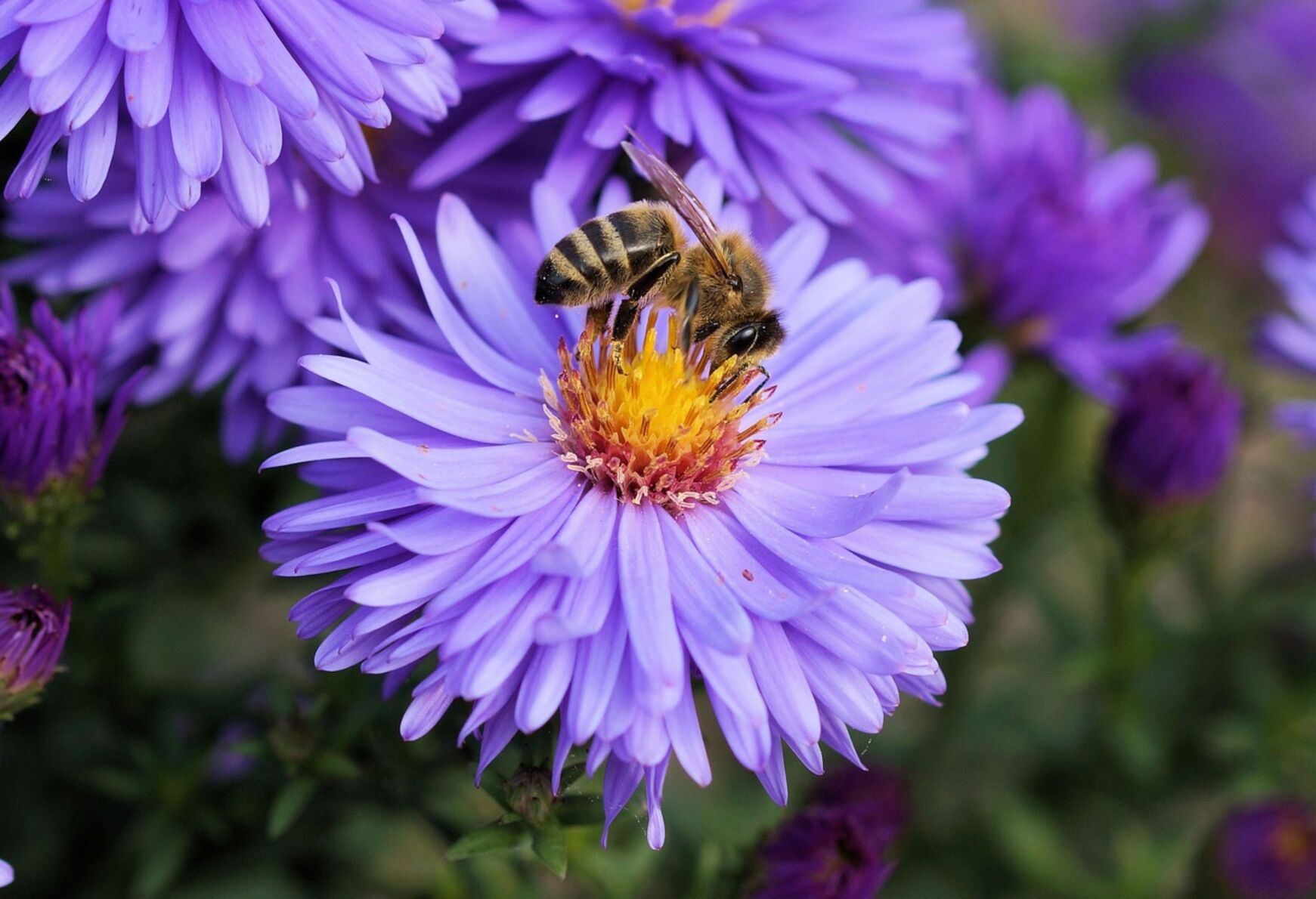 Pollinators Vip Inviting pollinators to the garden; a guide from a UVM Extension Master ...