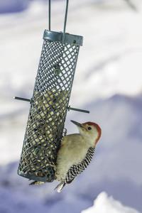 How to Gradually Stop Feeding Birds: Effective Tips That Work