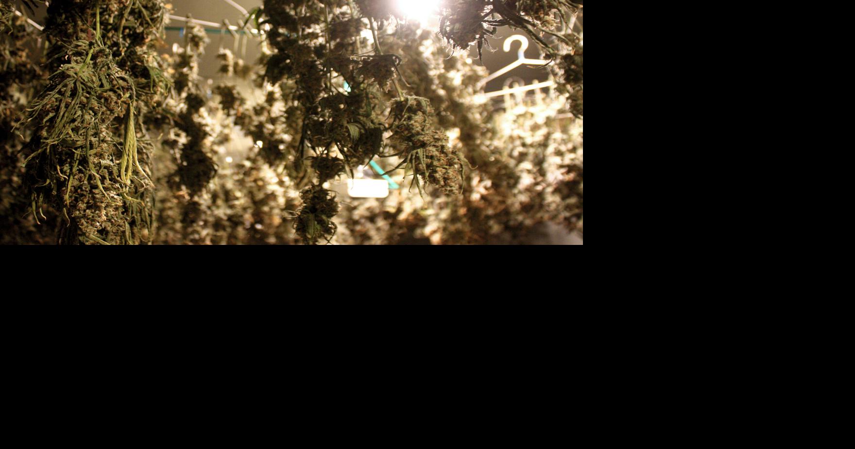 Realizing his ‘Emerald Vision’; Alburgh cannabis business finds budding success