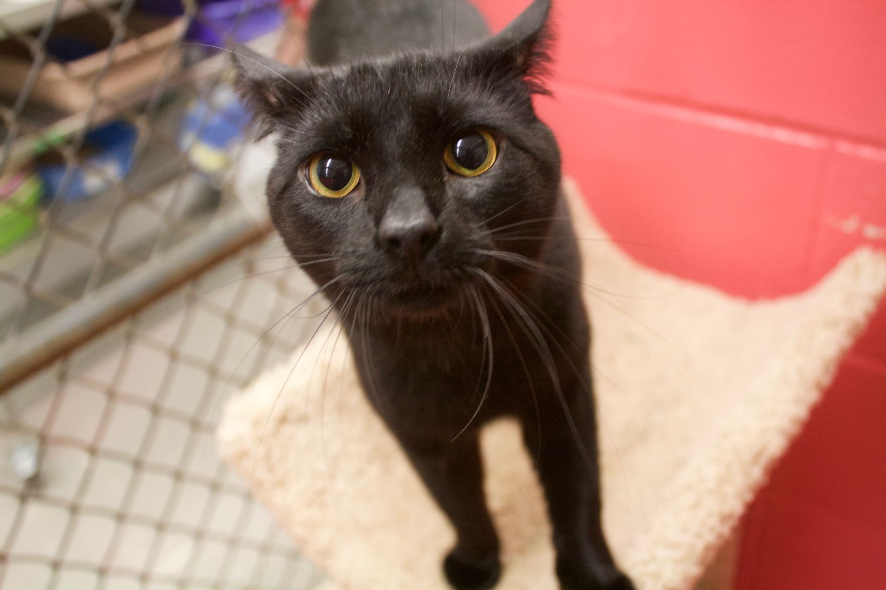 Cuddly black outlet cat