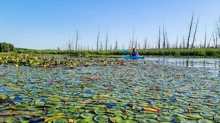 Outdoors with Ruthie: Join us in the Fairfield Swamp Wildlife Area for ...