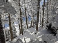 White Trees Sterling Pond