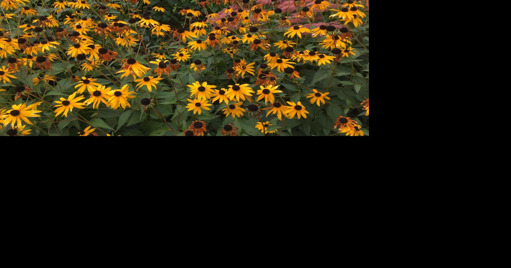How to do ecologically sensitive garden maintenance in the fall ...
