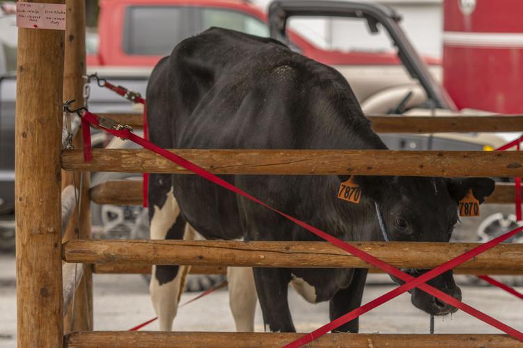 PHOTOS 67th Vermont Dairy Festival draws thousands to Enosburg Falls