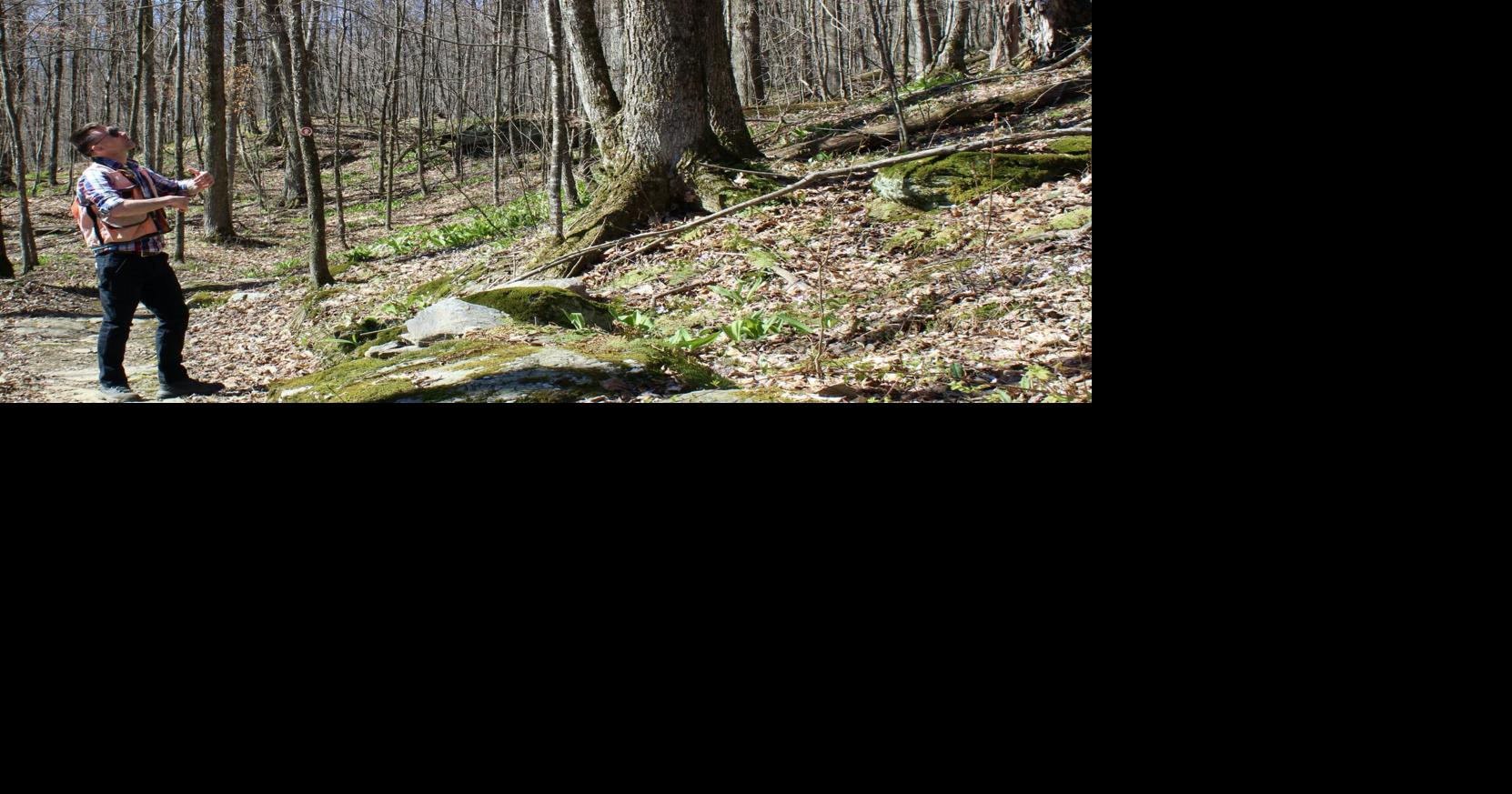 Focused on forests: Franklin County forester Charlie Hancock on past, present of forest stewardship