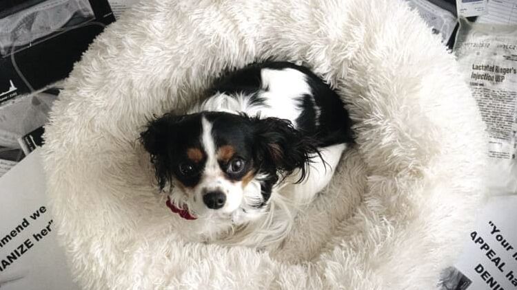 local pet stores with puppies