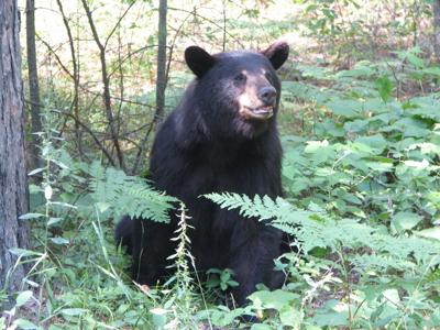 Vermont black bear