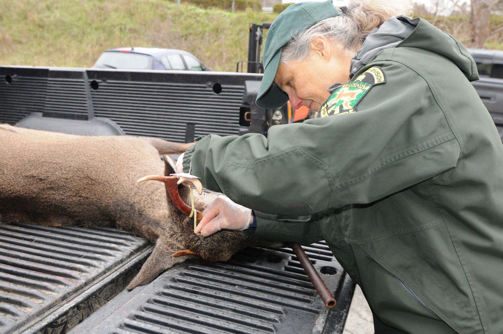 Vermont’s Regular Deer Season Starts Saturday, Nov. 16 | Things To Do ...