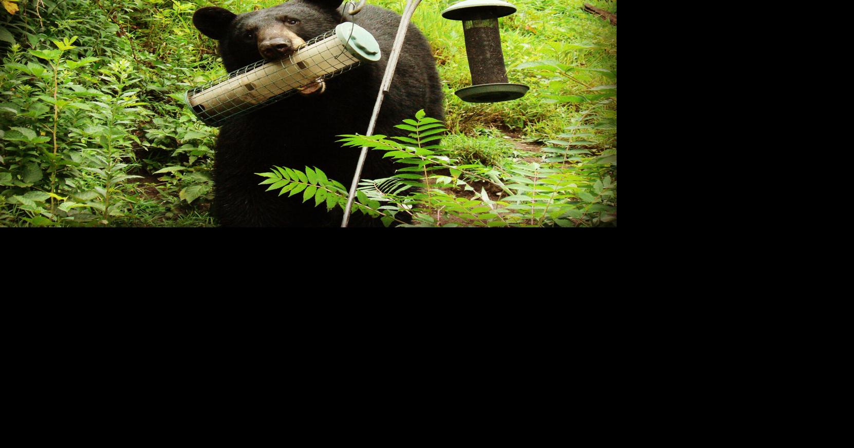 Vermonters should take down birdfeeders and secure other food sources to prevent bear conflicts