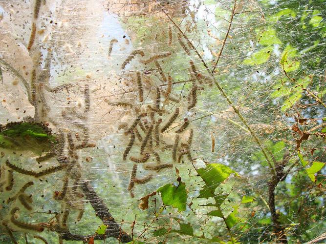 GARDEN GUIDE: Fall webworm — What's it doing to my tree? | Archives ...