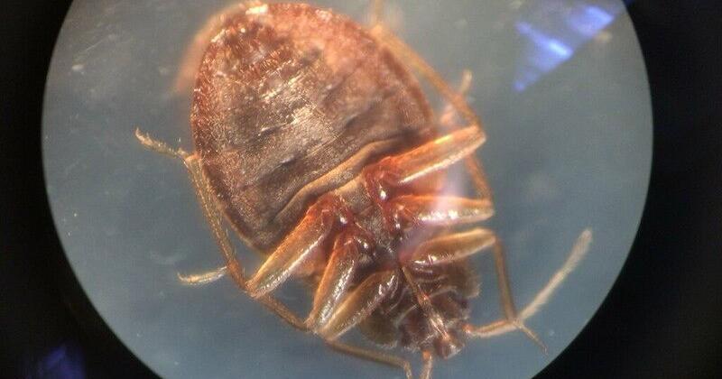 GARDEN GUIDE: Checking for undesirable vacationers: Bedbug scouting after vacation journey | Archives GARDEN GUIDE: Checking for unwanted travelers: Bedbug scouting after holiday travel | Archives