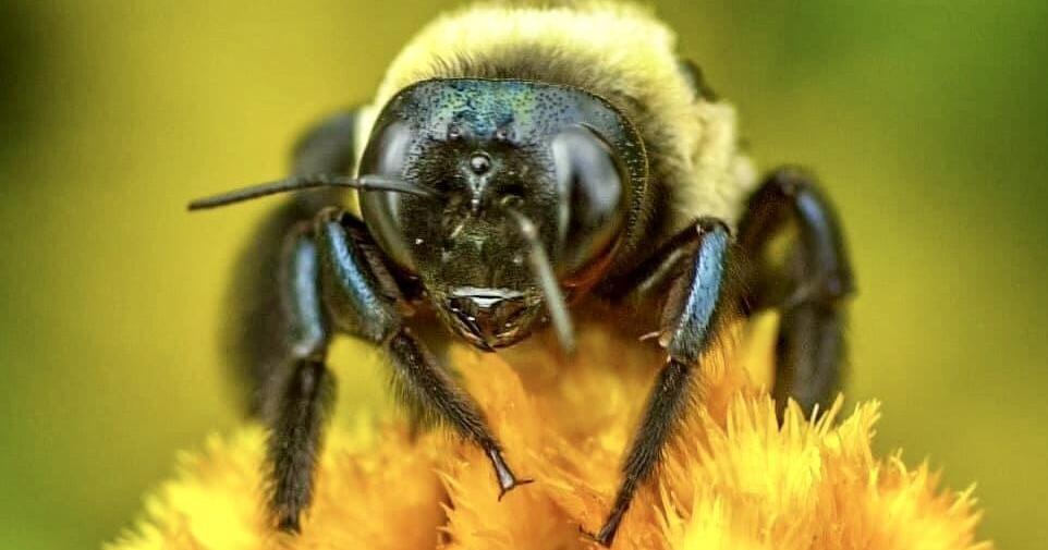 Pollinators Vip GARDEN GUIDE: Protecting pollinators in the ground | Archives ...