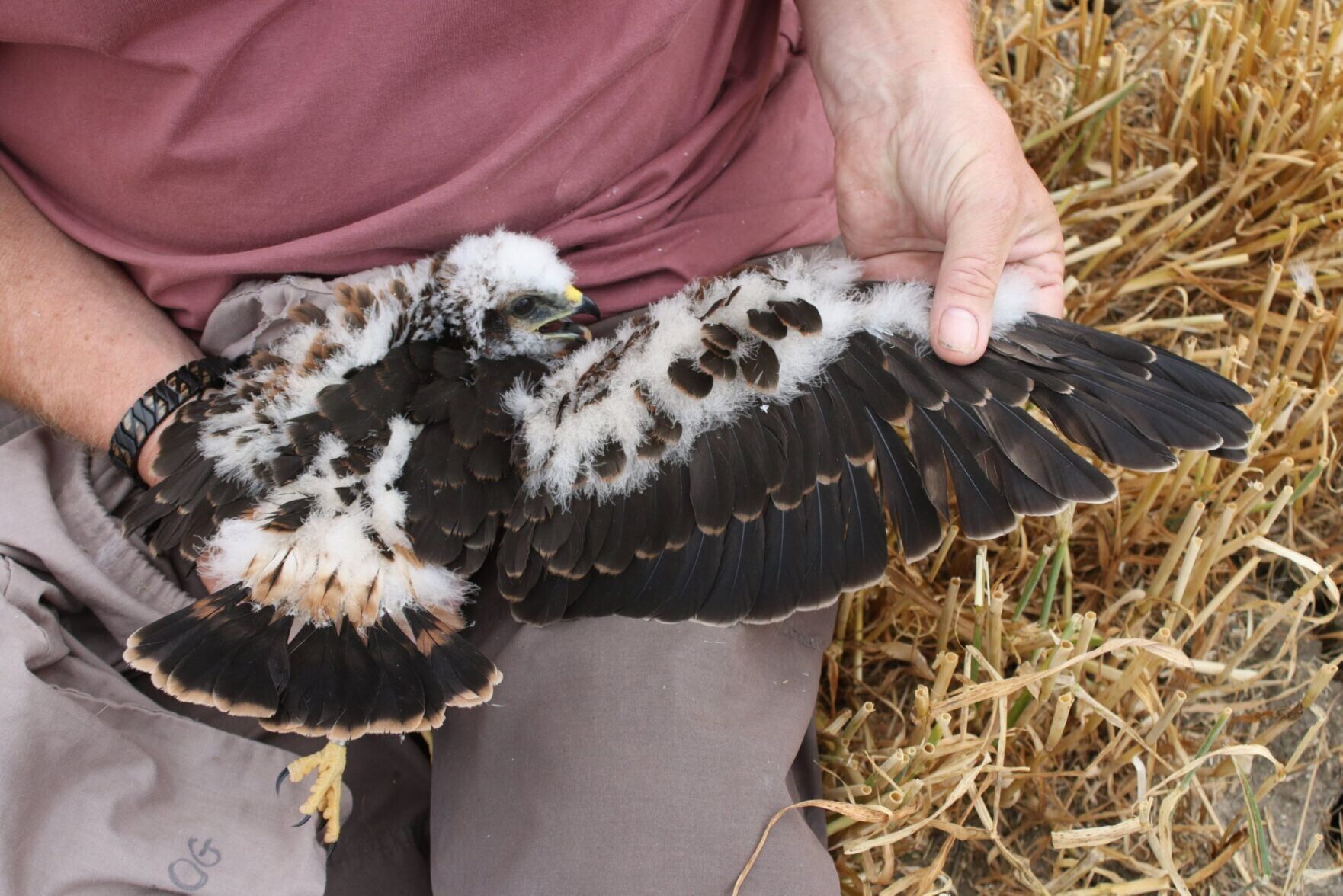 Endangered Rare Bird Of Prey Rears Chicks At Secret Location News endangered-rare-bird-of-prey-rears-chicks-at-secret-location-news