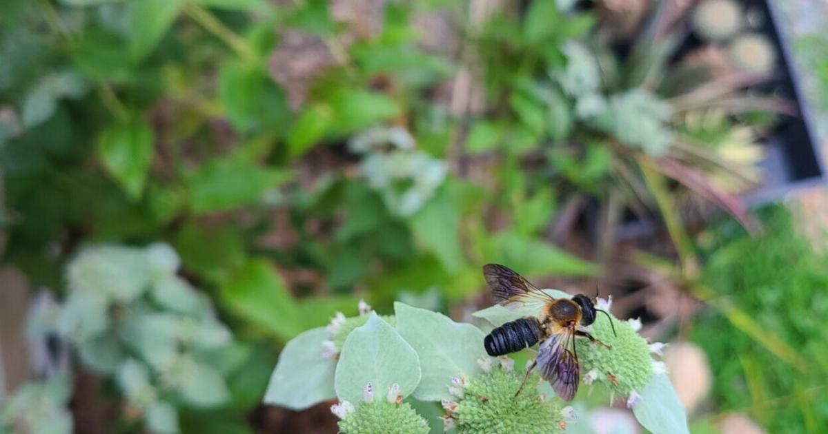 GARDEN GUIDE: Non-native and invasive pollinators — Not all insects on ...