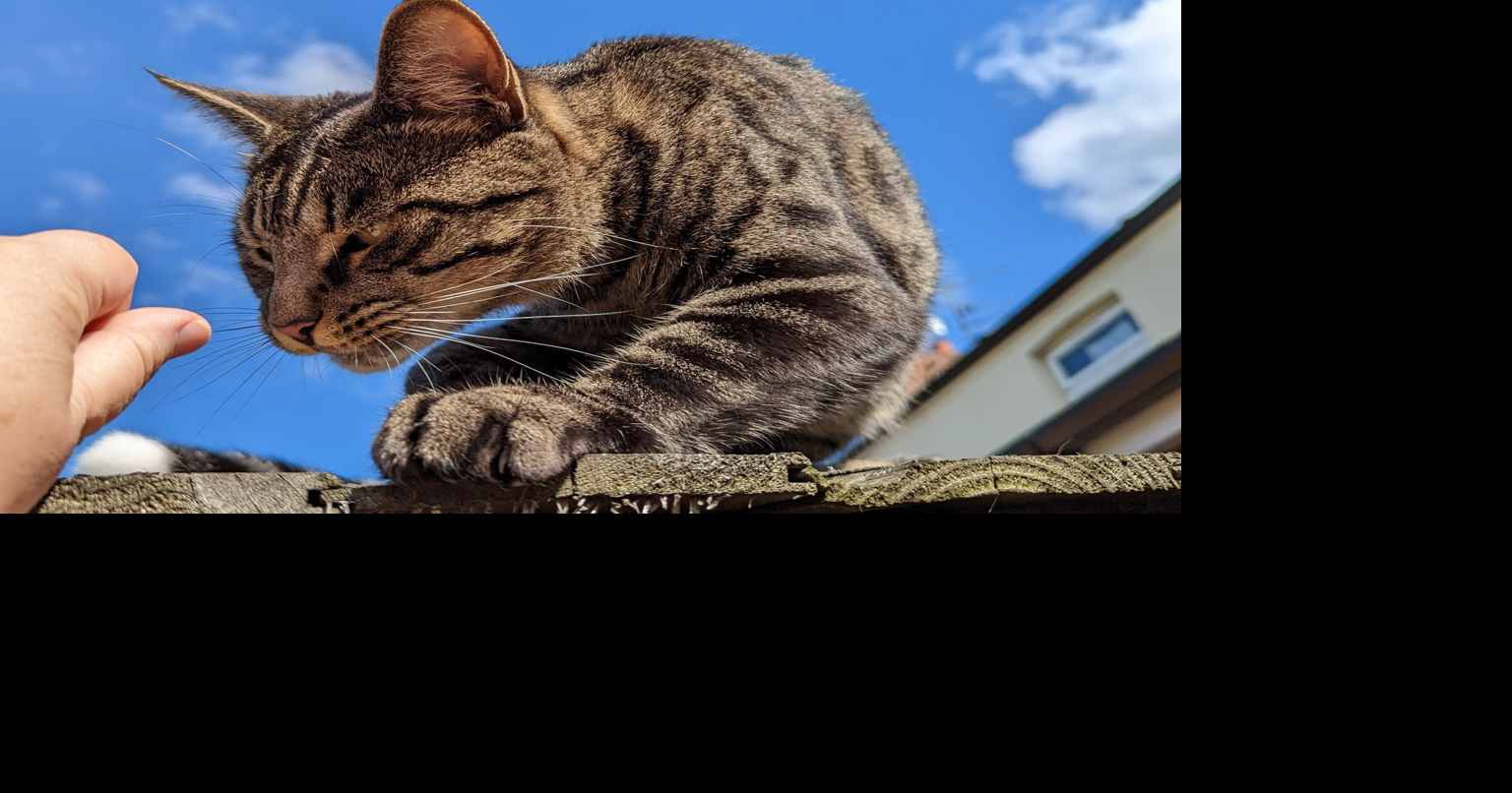 Three arrested after missing cat’s severed tail found in owners ...