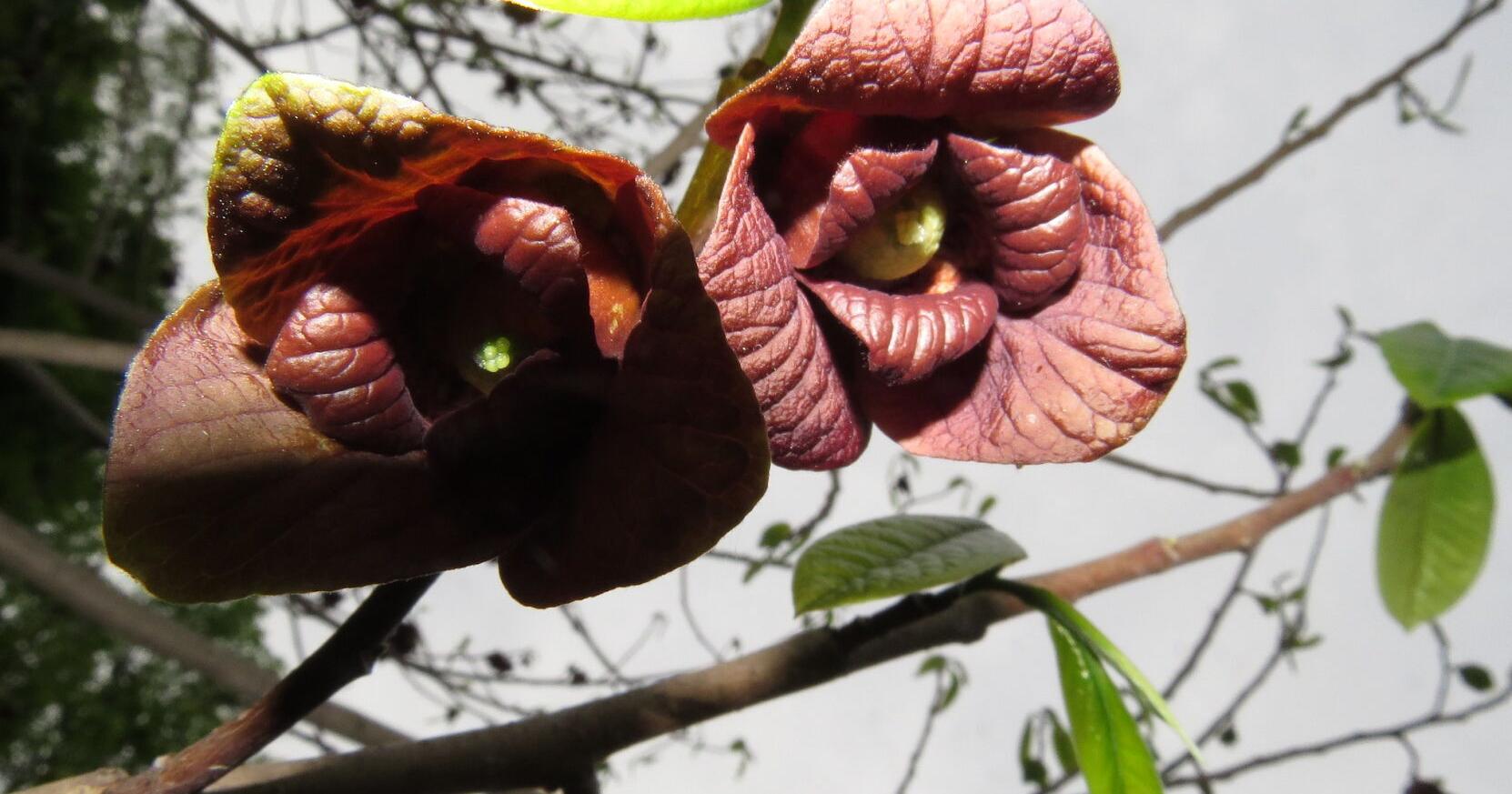GARDEN GUIDE: Native Tropical Fruit: Do you have a pawpaw patch? - Vimarsana News