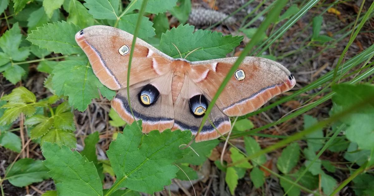 GARDEN GUIDE: Lives in the Leaves: The beautiful moths and butterflies that sleep in the Fall | Archives GARDEN GUIDE: Lives in the Leaves: The beautiful moths and butterflies that sleep in the Fall | Archives