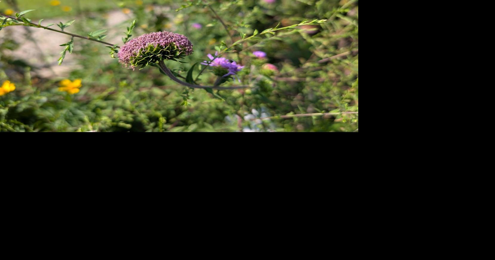 GARDEN GUIDE: Fasciation is fascinating, but has no cure | Archives ...