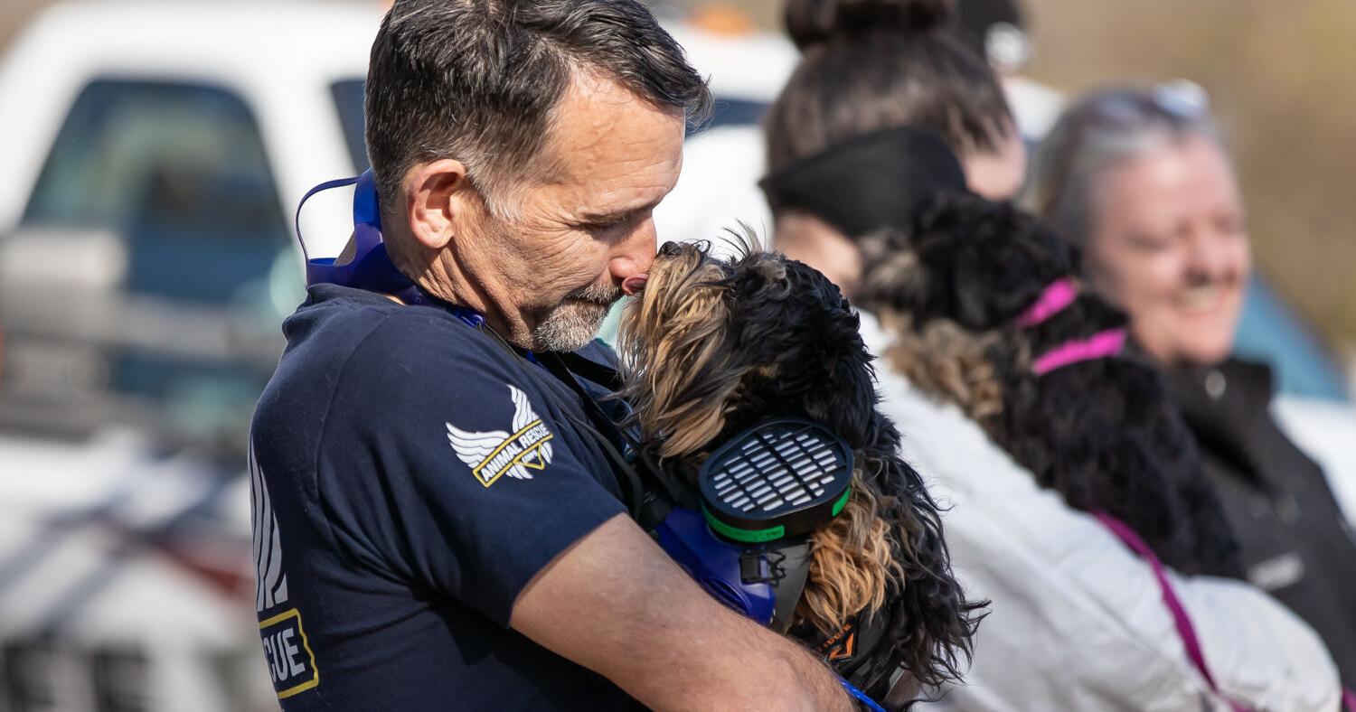 85 dogs rescued from Chatham Co. puppy mill to start new lives - Vimarsana News