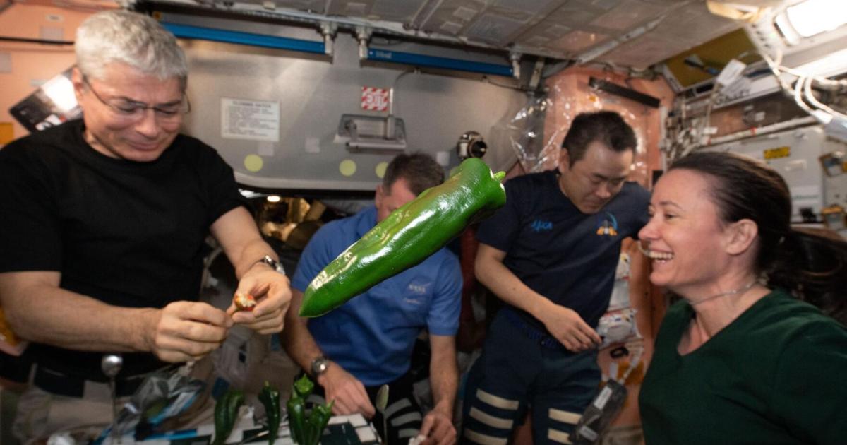 New Mexico chiles earthbound after research on plants in space trimmed