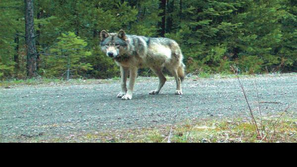 Logging threatens wandering wolf’s den, pups | News | santafenewmexican.com