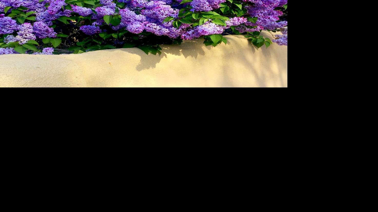 Taos Lilac Festival 2022